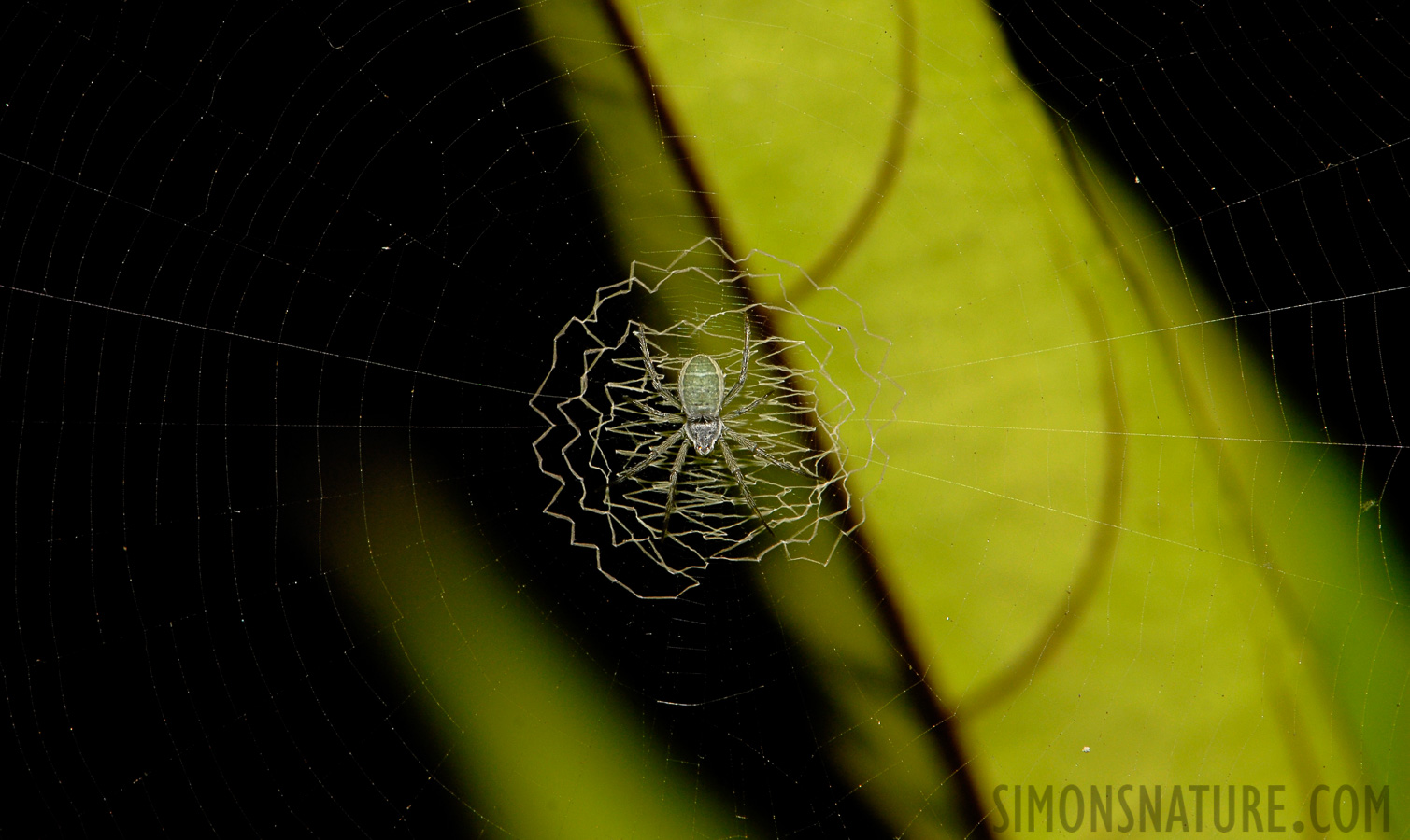 Argiope chloreides [105 mm, 1/60 Sek. bei f / 14, ISO 200]